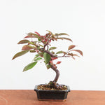 Bonsai Malus
