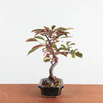 Bonsai Malus