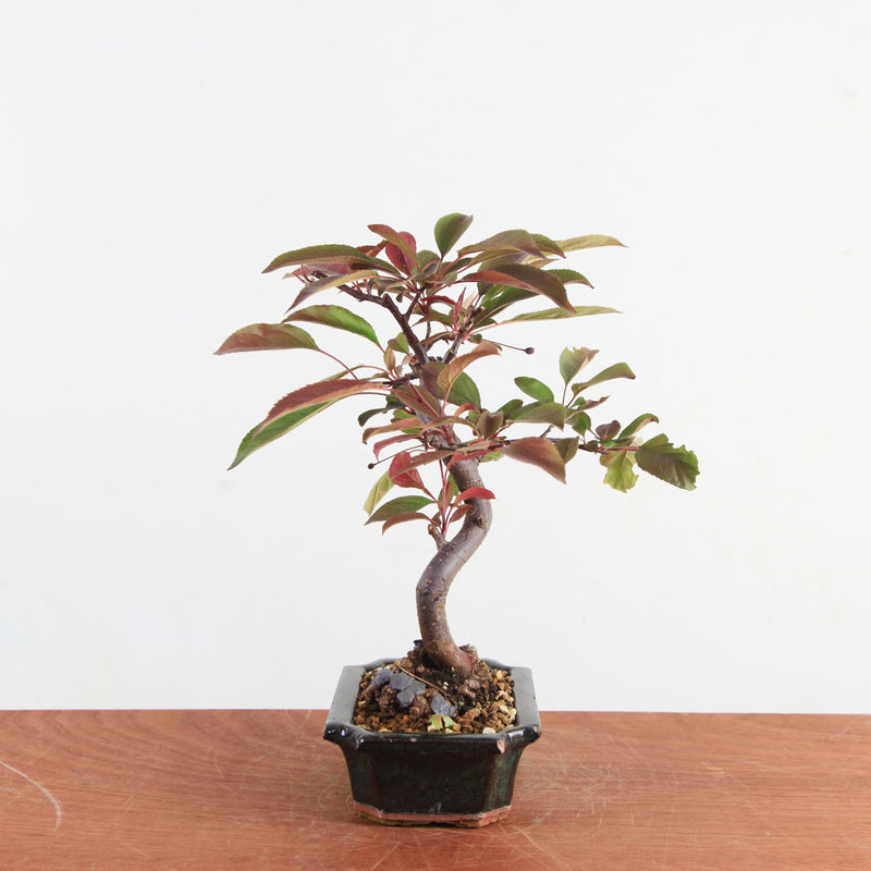 Bonsai Malus