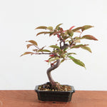 Bonsai Malus