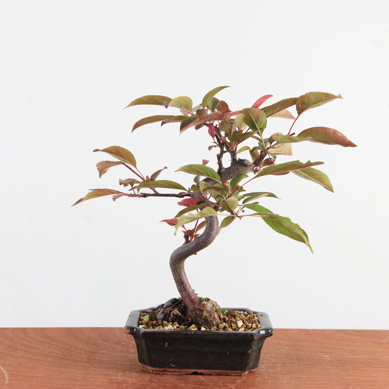 Bonsai Malus