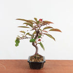 Bonsai Malus