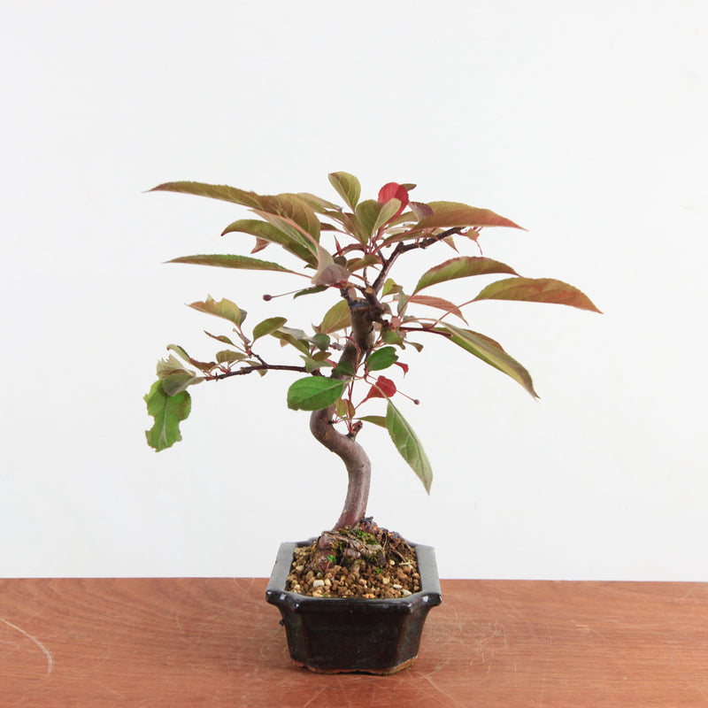 Bonsai Malus