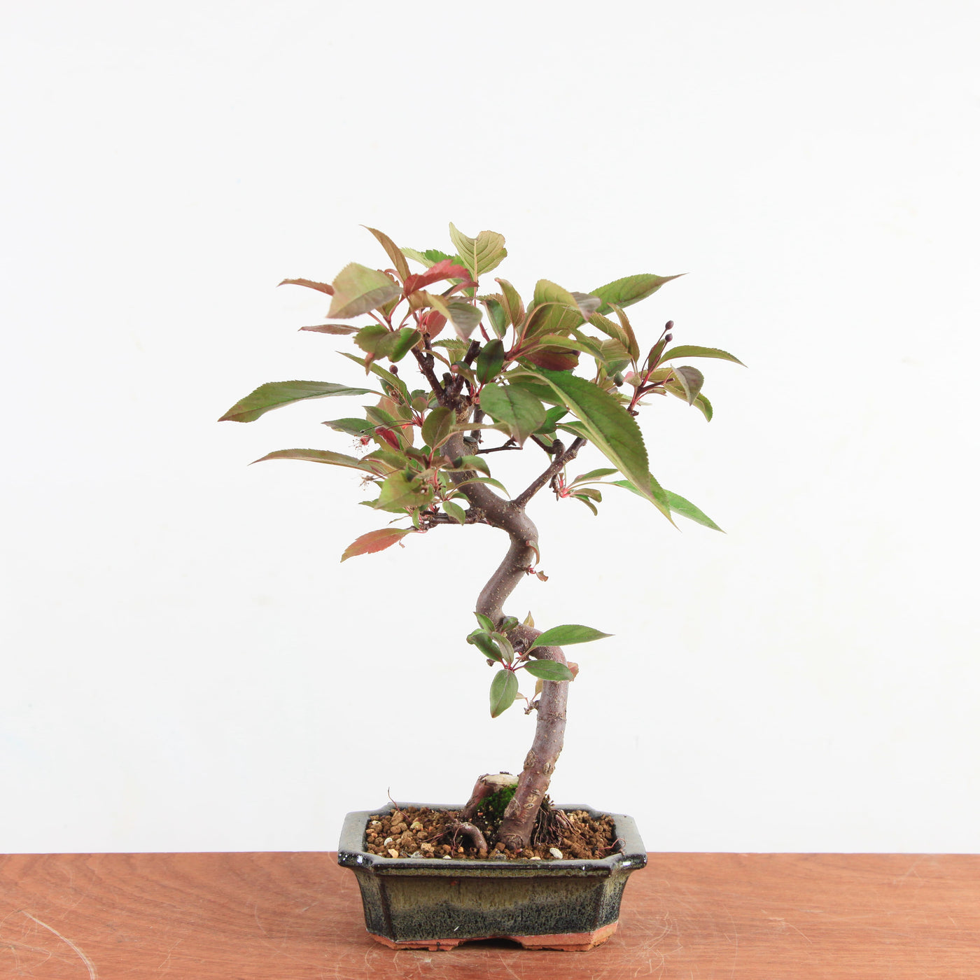 Bonsai Malus