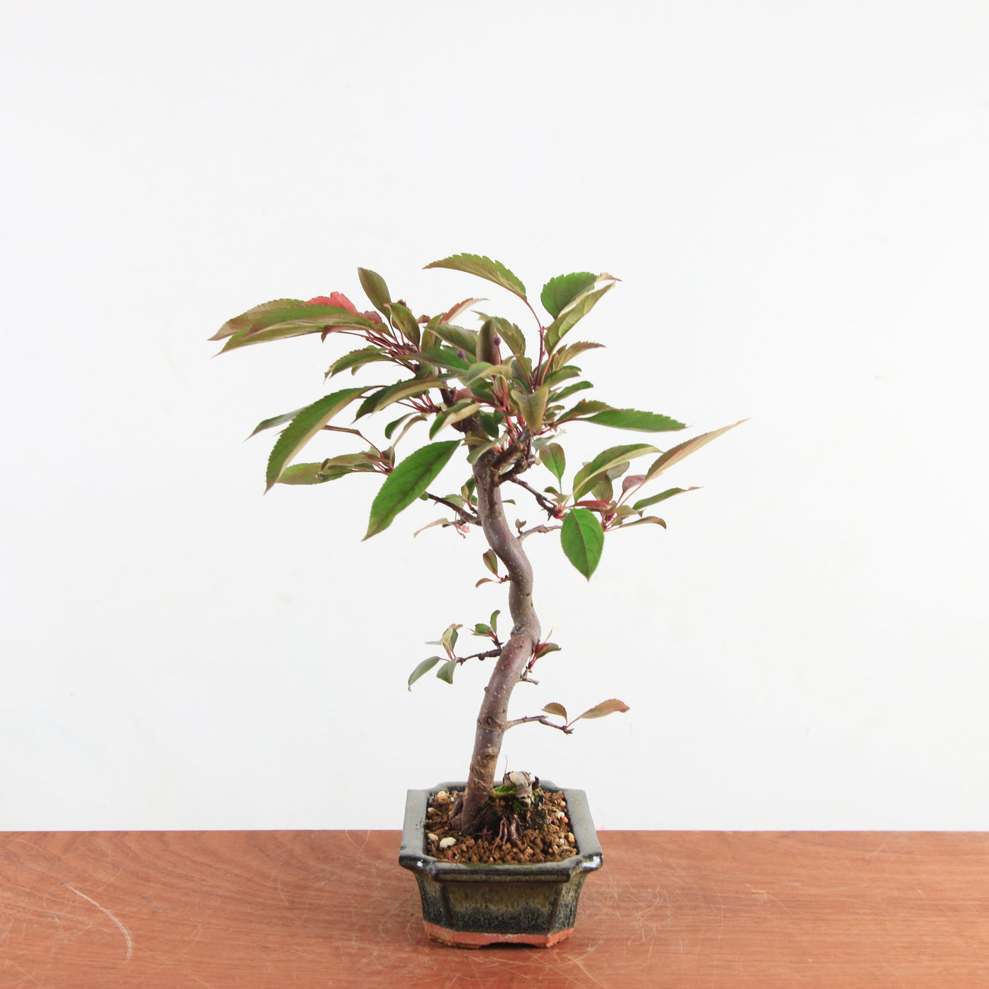 Bonsai Malus