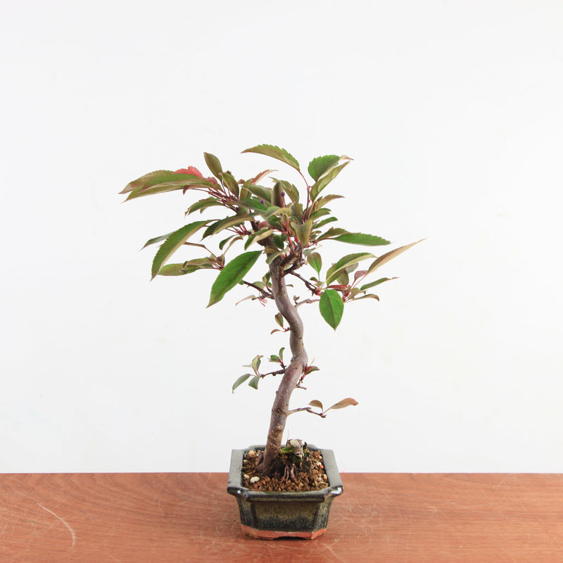 Bonsai Malus