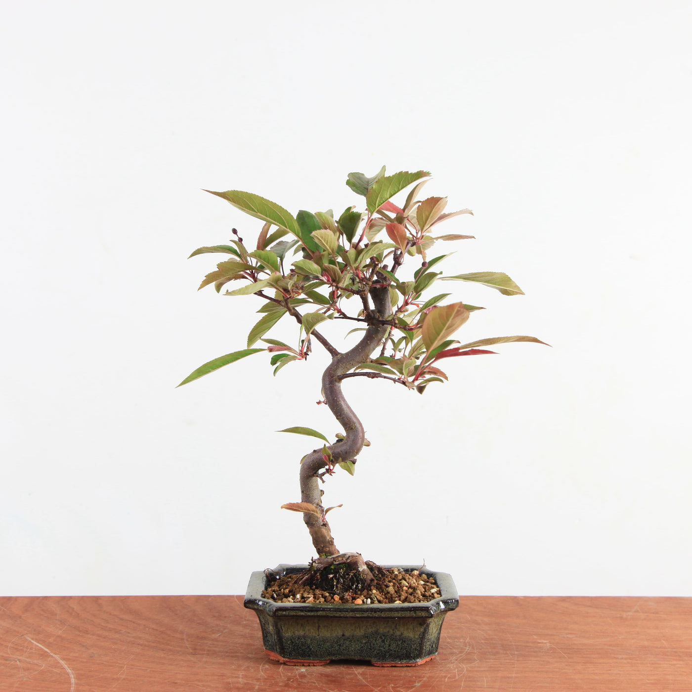 Bonsai Malus
