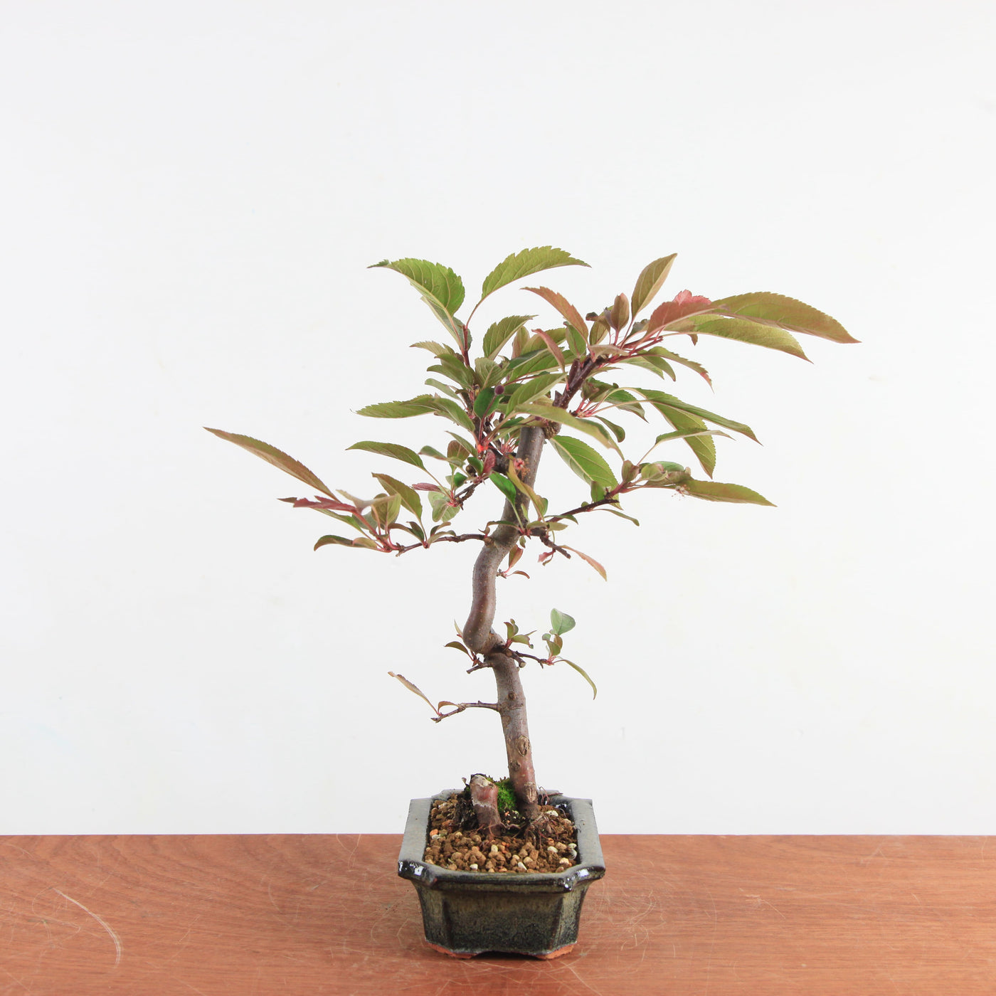 Bonsai Malus