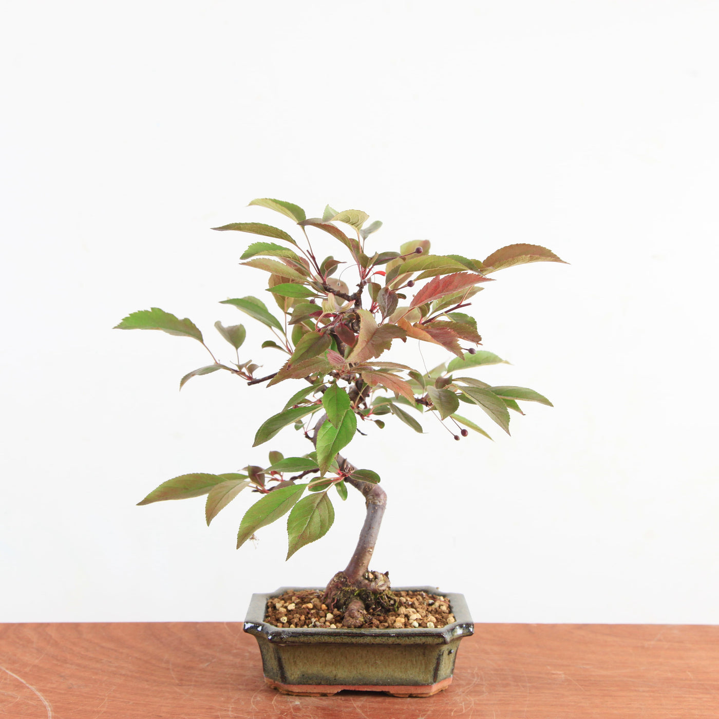 Bonsai Malus