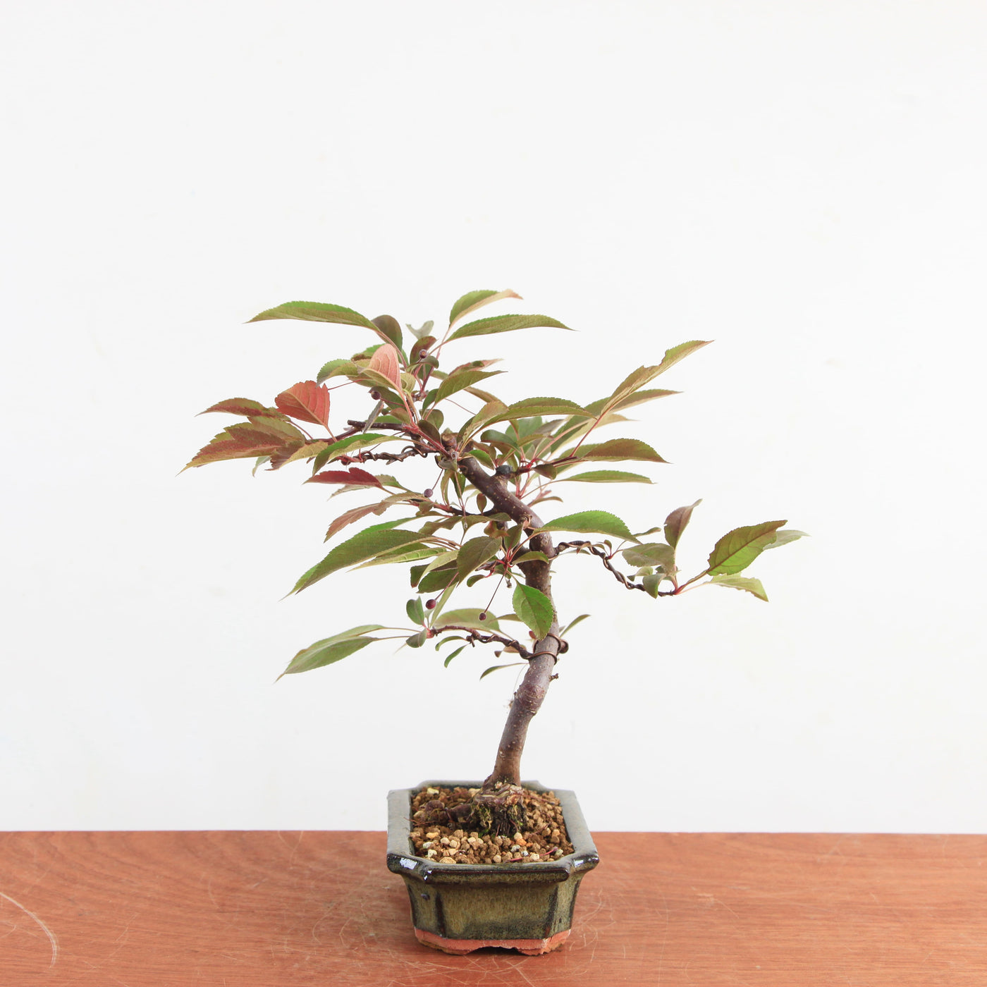 Bonsai Malus
