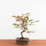 Bonsai Malus