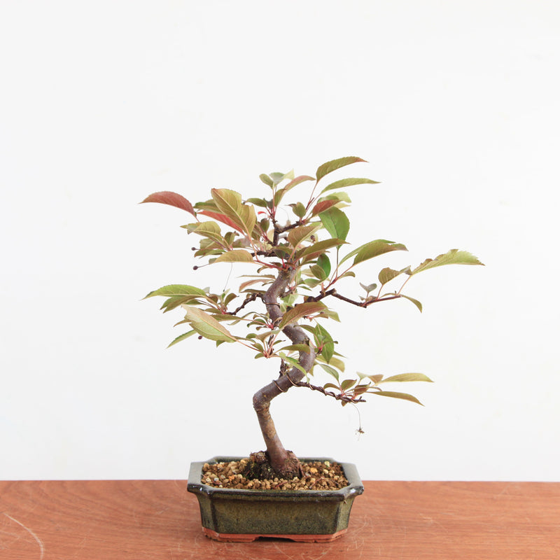 Bonsai Malus