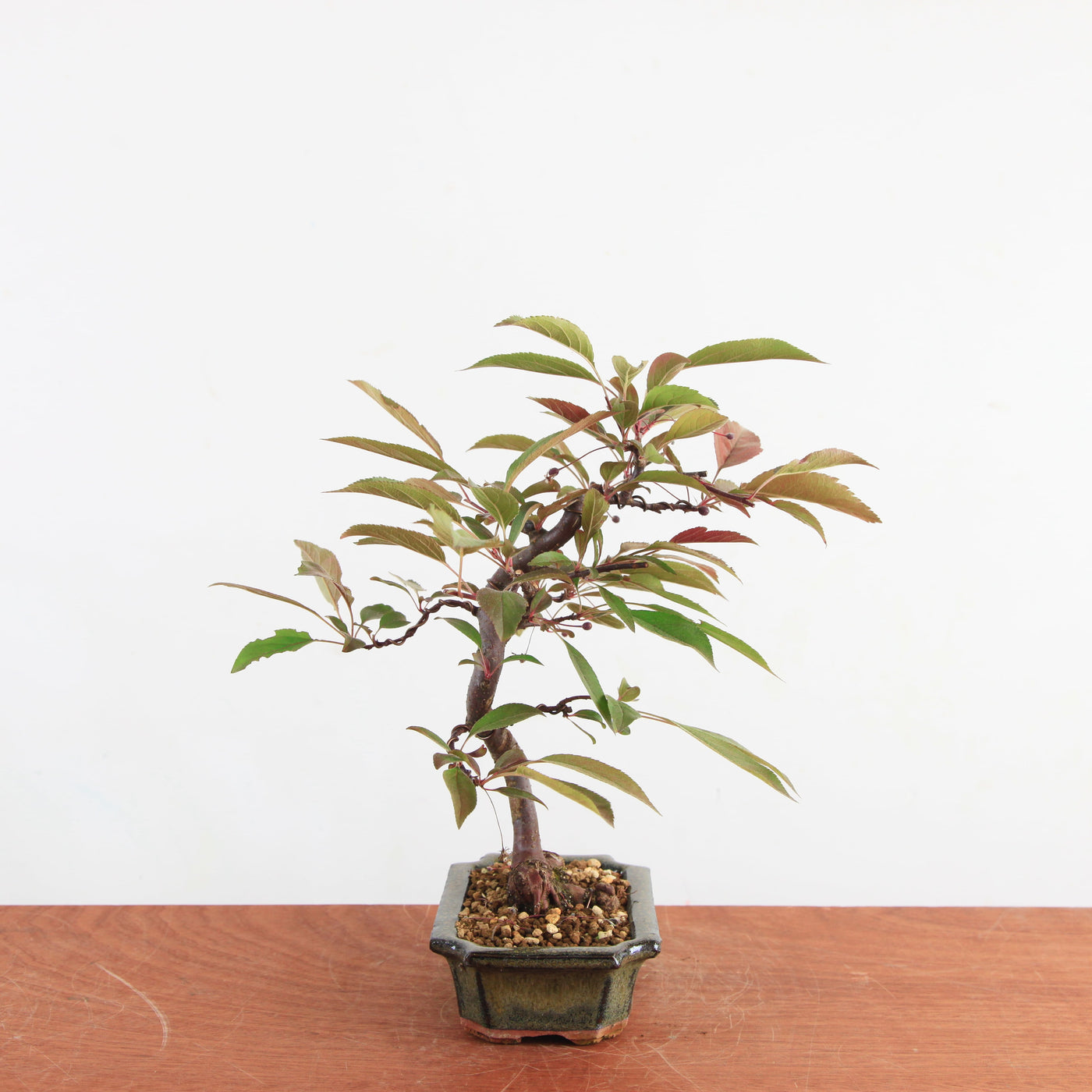 Bonsai Malus