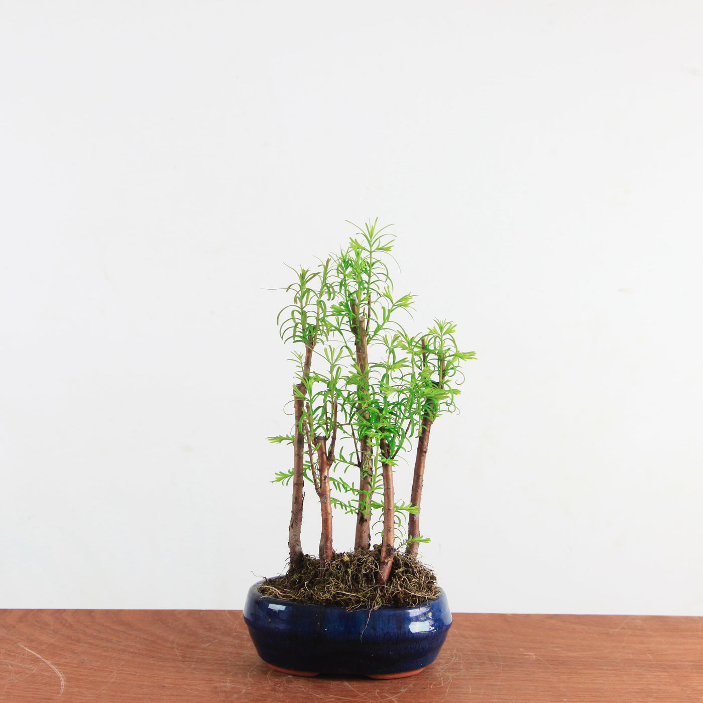 Bonsai Metasequoia 'watercipres'