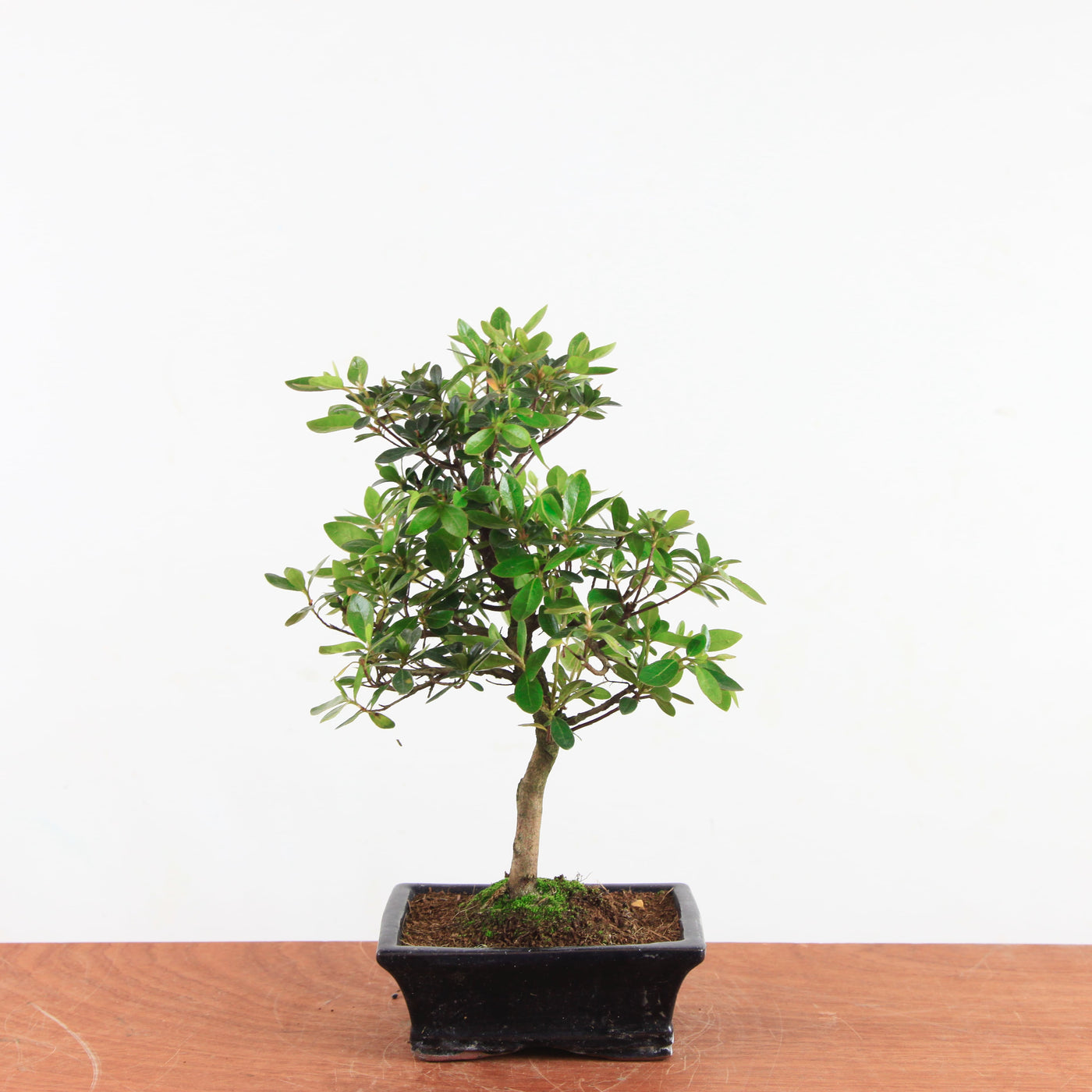 Bonsai Rhododendron
