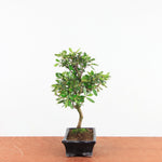 Bonsai Rhododendron