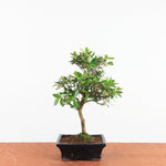 Bonsai Rhododendron