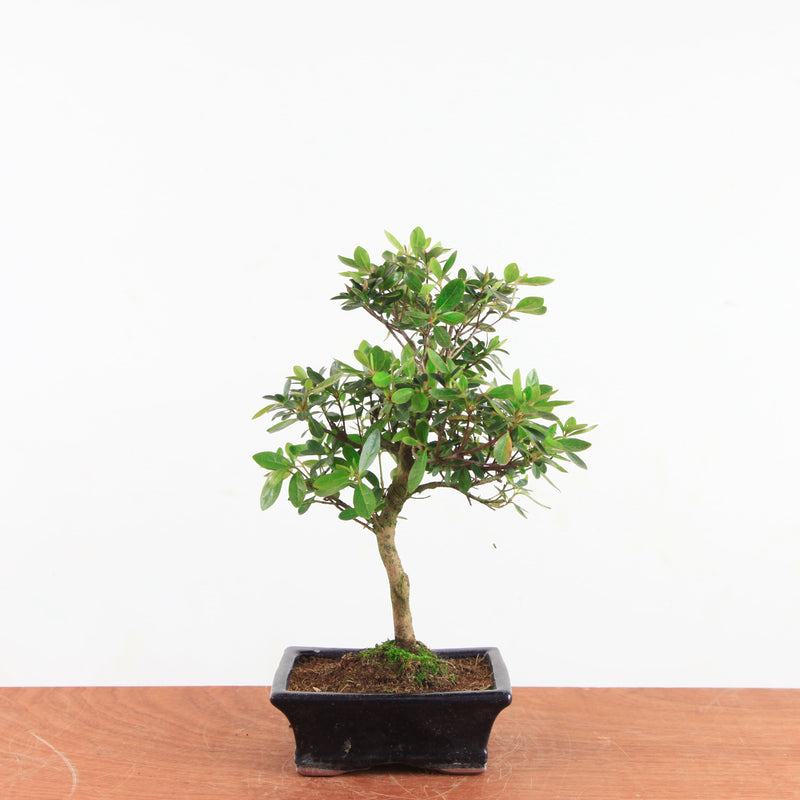 Bonsai Rhododendron