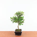 Bonsai Rhododendron