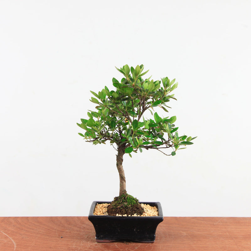 Bonsai Rhododendron
