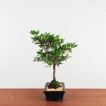 Bonsai Rhododendron