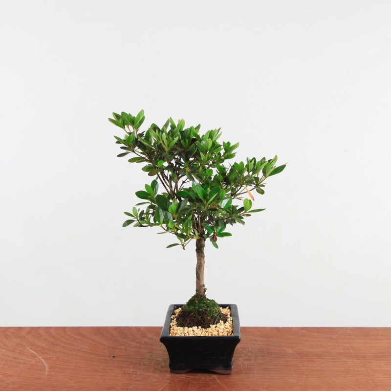 Bonsai Rhododendron