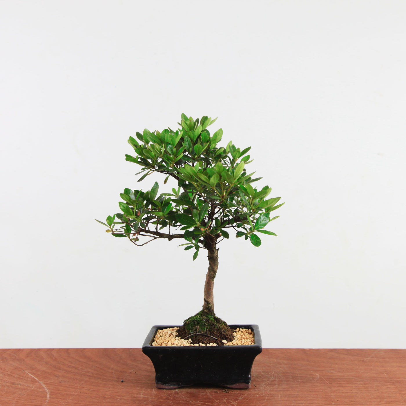 Bonsai Rhododendron