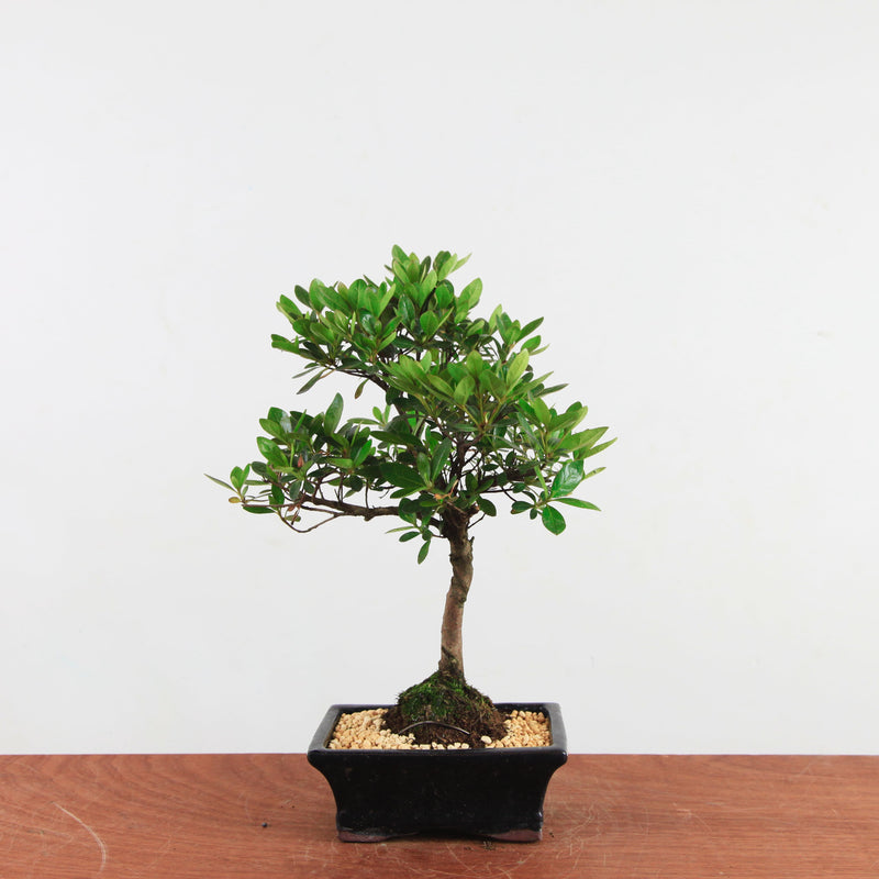 Bonsai Rhododendron