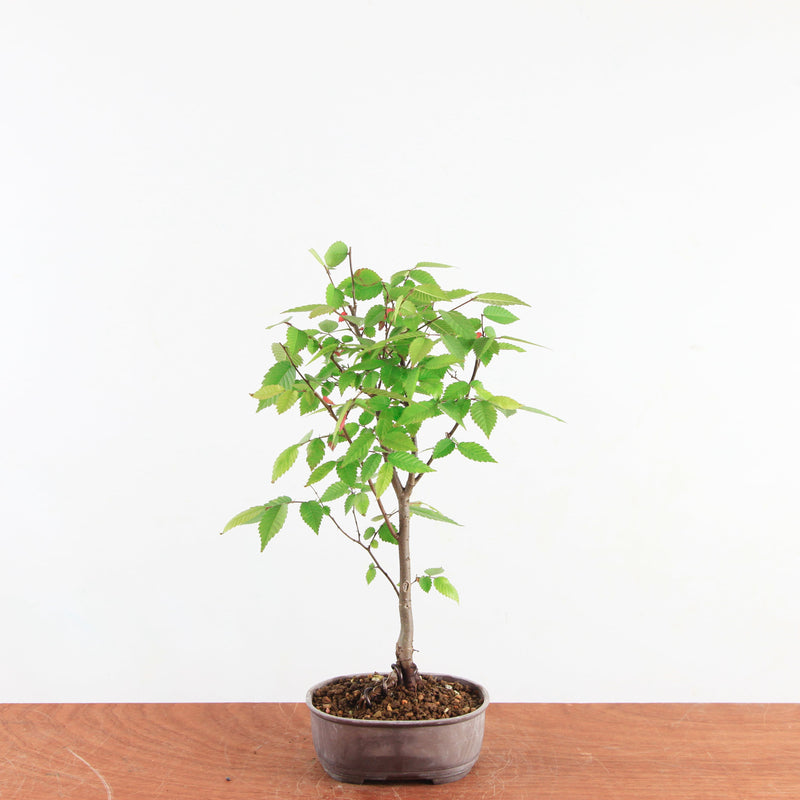 Zelkova serrata