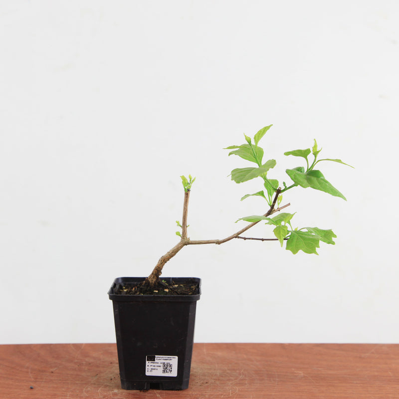 Acer premna