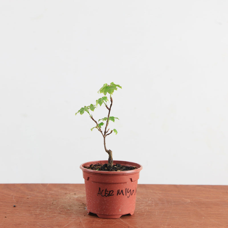 Acer buergerianum 'Miyasama'
