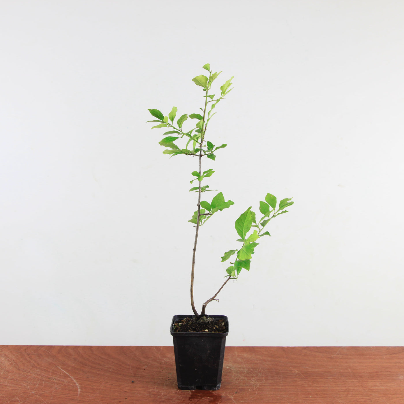 Diospyros kaki 'japanse persimmon'