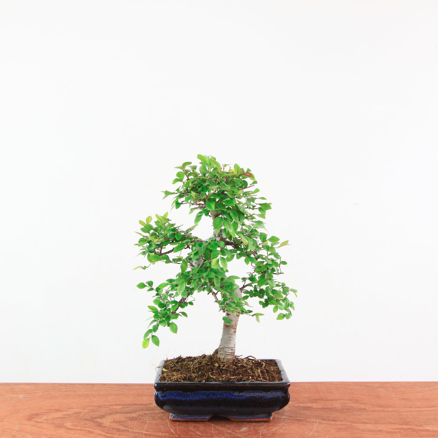 Bonsai Ulmus Parvifolia 'Chinese iep'