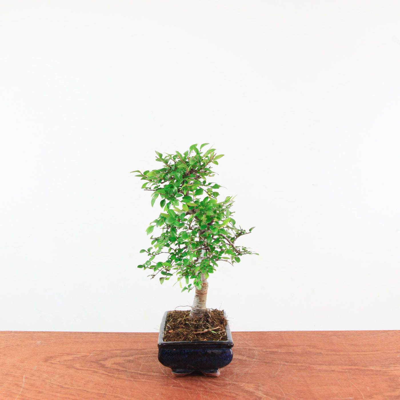 Bonsai Ulmus Parvifolia 'Chinese iep'