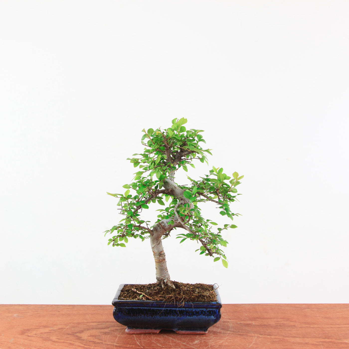 Bonsai Ulmus Parvifolia 'Chinese iep'