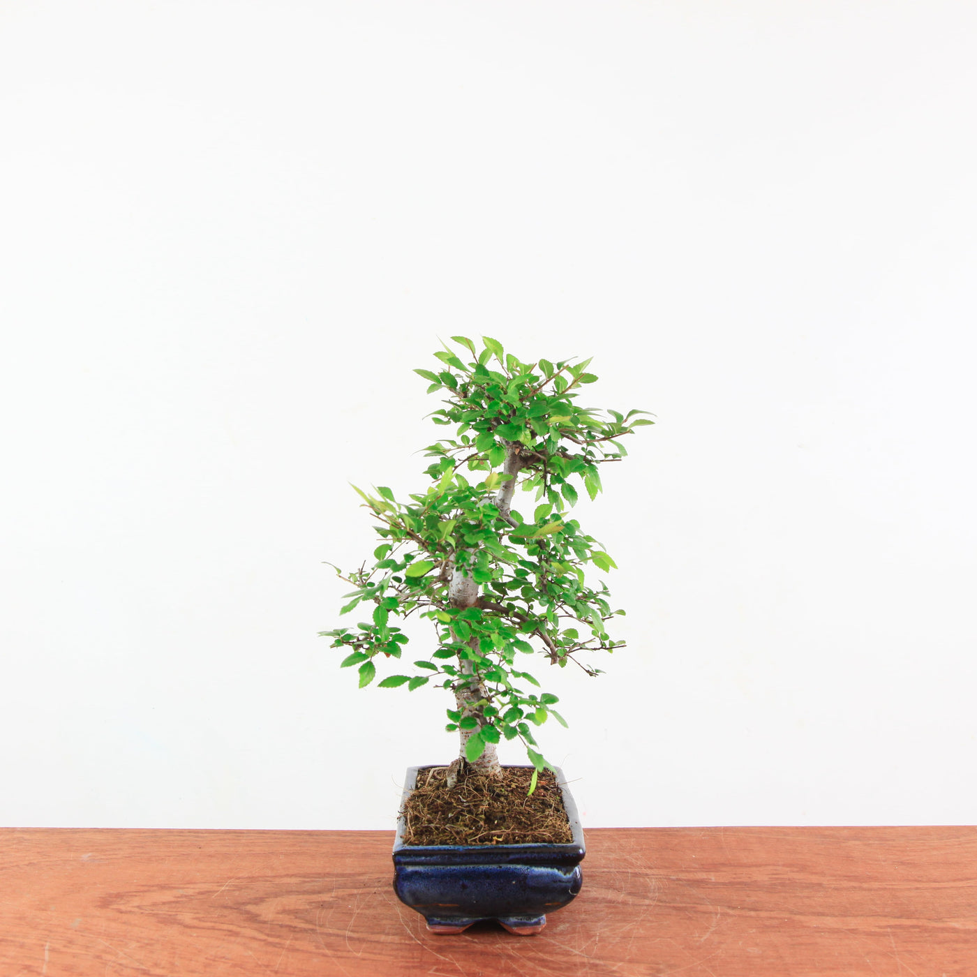 Bonsai Ulmus Parvifolia 'Chinese iep'