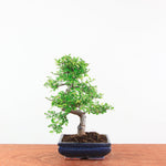 Bonsai Ulmus Parvifolia 'Chinese iep'