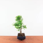 Bonsai Ulmus Parvifolia 'Chinese iep'