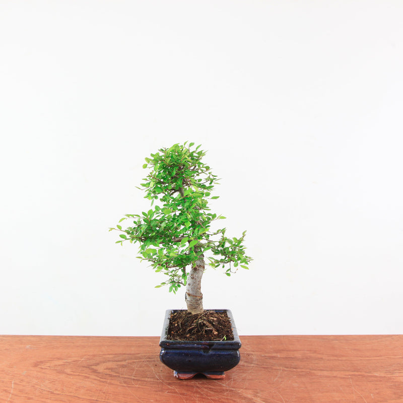 Bonsai Ulmus Parvifolia 'Chinese iep'