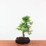 Bonsai Ulmus Parvifolia 'Chinese iep'