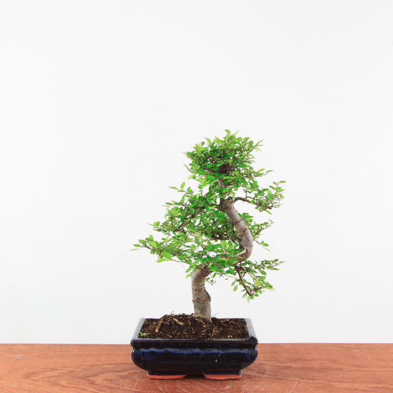 Bonsai Ulmus Parvifolia 'Chinese iep'