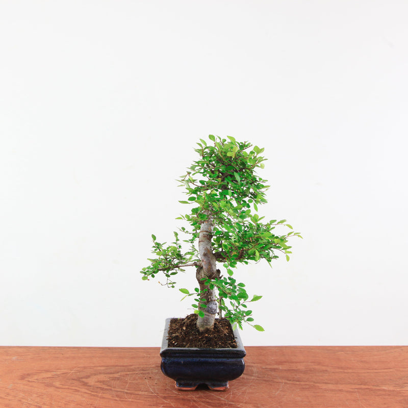 Bonsai Ulmus Parvifolia 'Chinese iep'