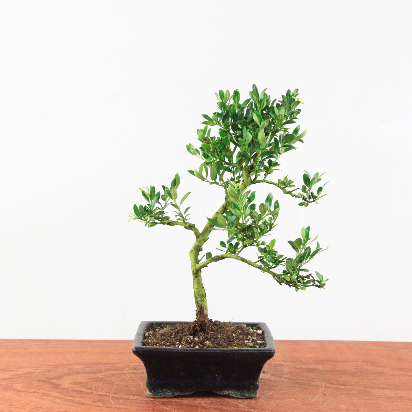 Bonsai Ilex crenata 'Japanse hulst'