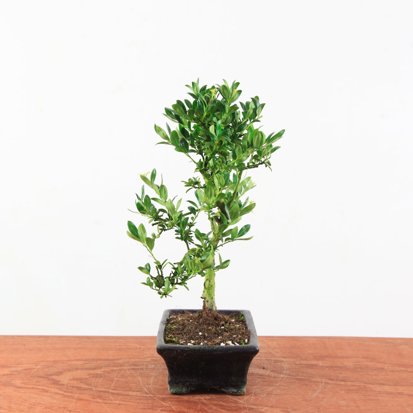 Bonsai Ilex crenata 'Japanse hulst'