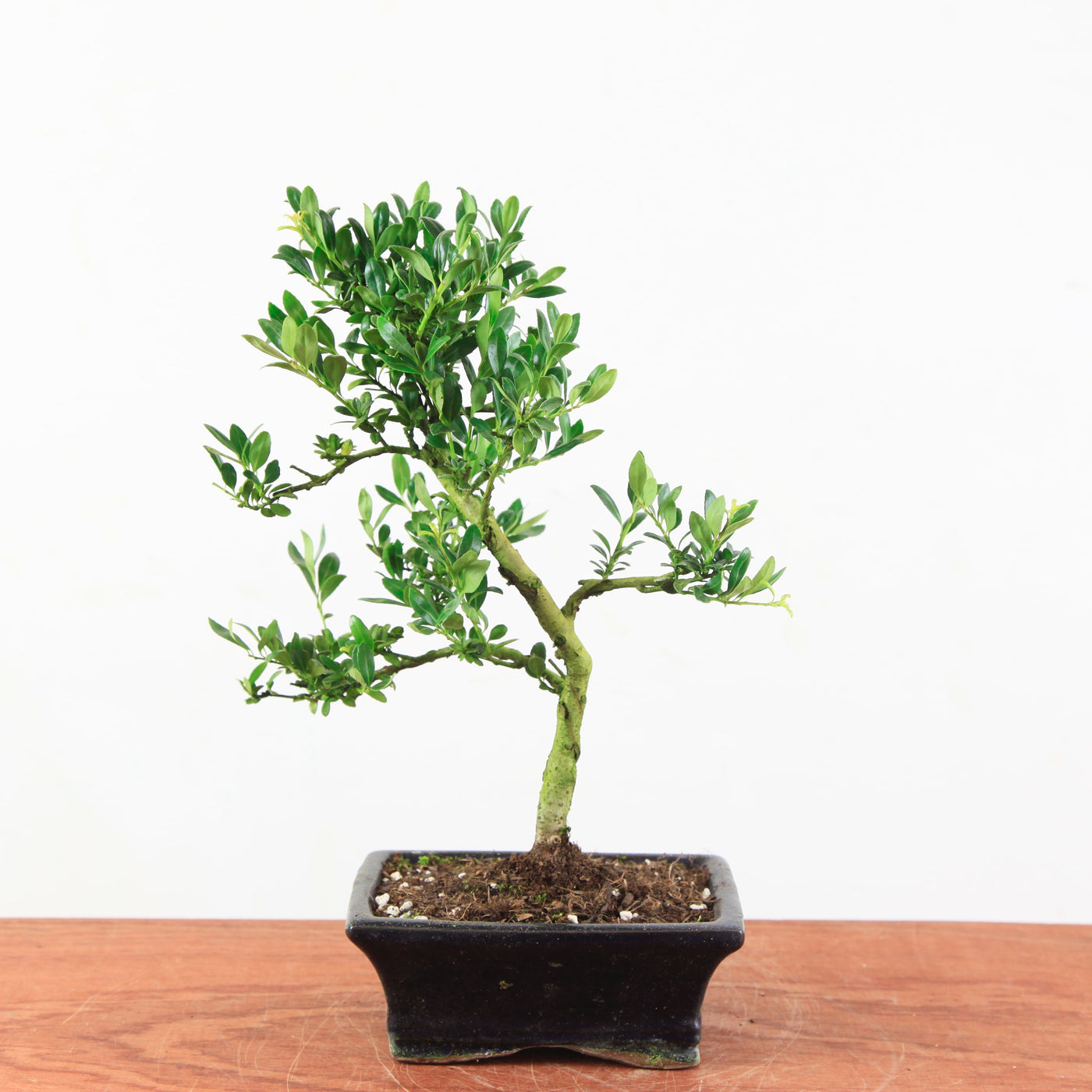 Bonsai Ilex crenata 'Japanse hulst'