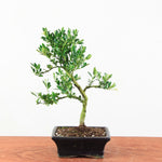 Bonsai Ilex crenata 'Japanse hulst'
