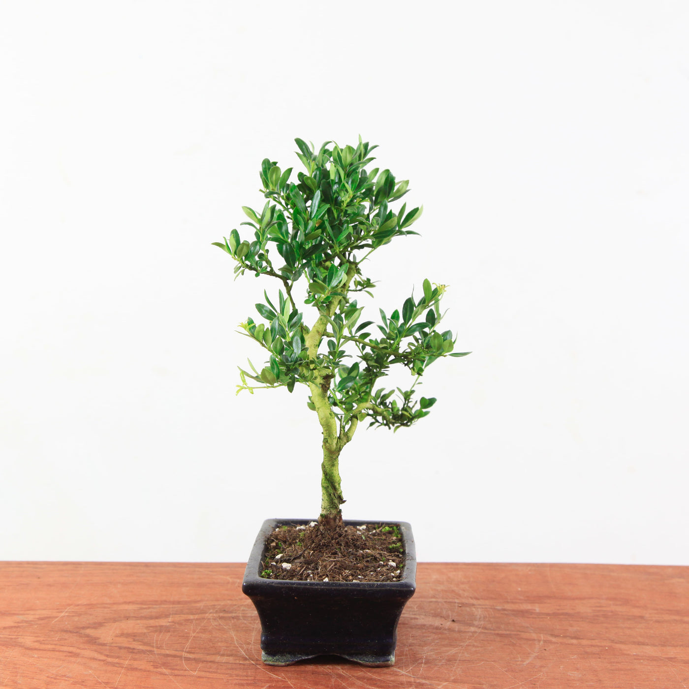 Bonsai Ilex crenata 'Japanse hulst'