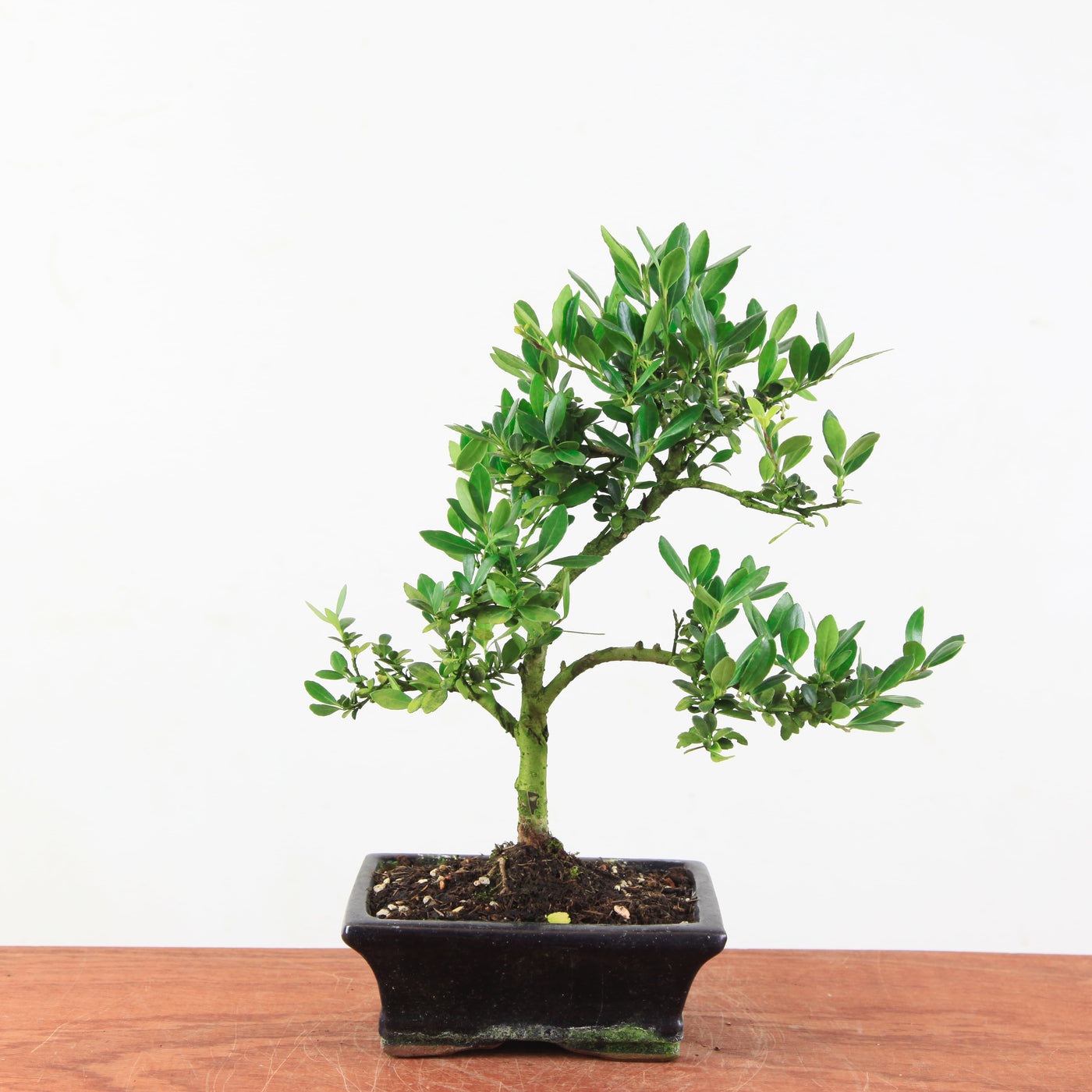 Bonsai Ilex crenata 'Japanse hulst'