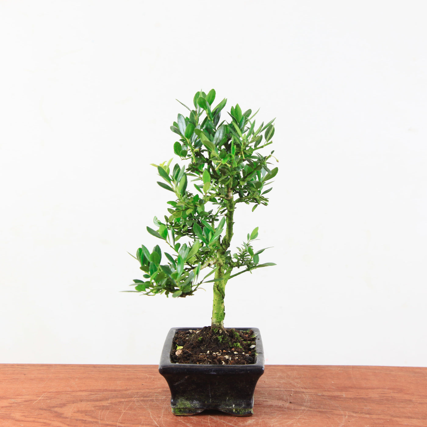 Bonsai Ilex crenata 'Japanse hulst'