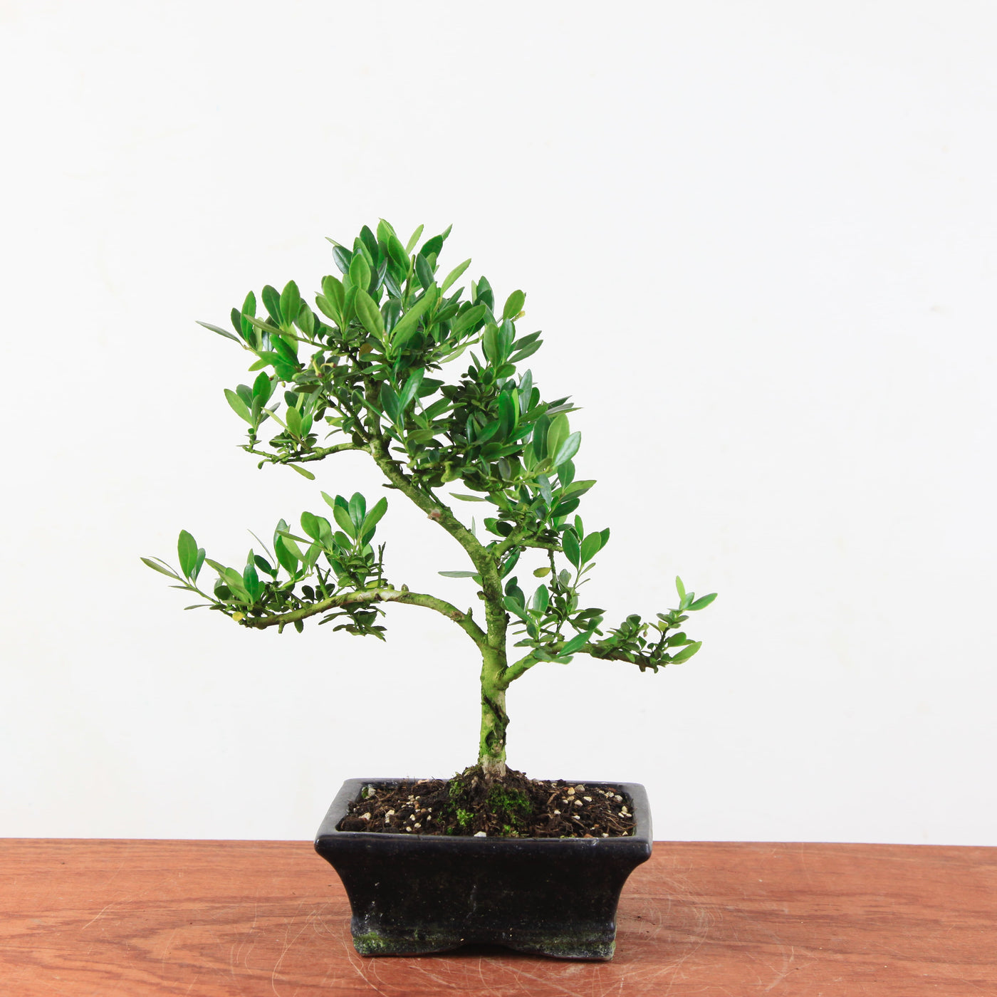 Bonsai Ilex crenata 'Japanse hulst'